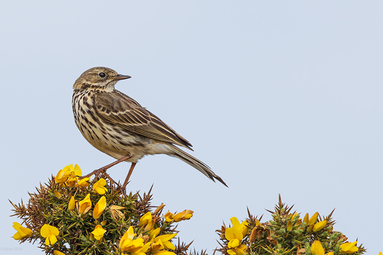 Anthus pratensis meadow pipit on a stick